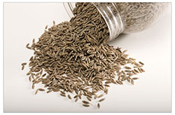 Cumin Seeds Manufacturer Supplier Wholesale Exporter Importer Buyer Trader Retailer in Jodhpur Rajasthan India